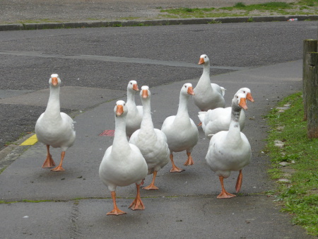 Bergues