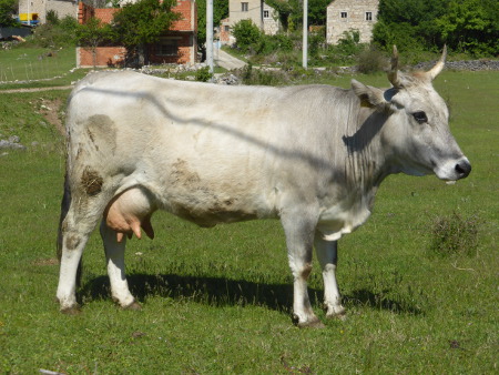 Cetina